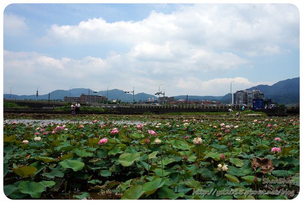 新北市追荷賞蓮 - 金山磺清橋邊&秘境！淡水屯山里