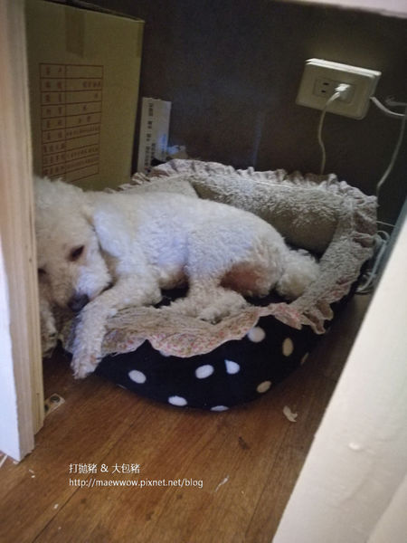 【永和美食】源本屋日式車輪餅專賣店-萌狗店長熊熊坐檯中｜新菜單