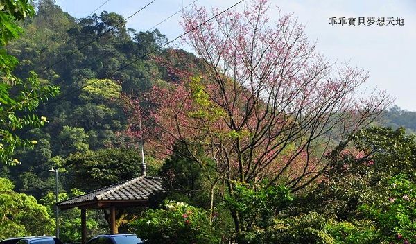 汐止大尖山櫻花季-4.JPG 汐止大尖山櫻花季-4.JPG