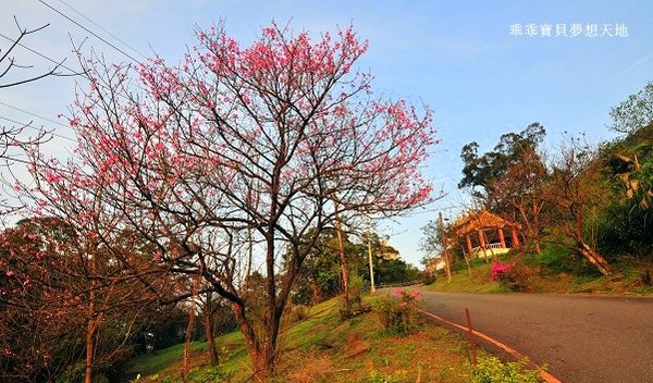 汐止大尖山櫻花季-21.JPG 汐止大尖山櫻花季-21.JPG