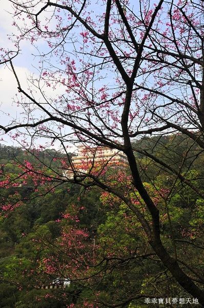 汐止大尖山櫻花季-9.JPG 汐止大尖山櫻花季-9.JPG