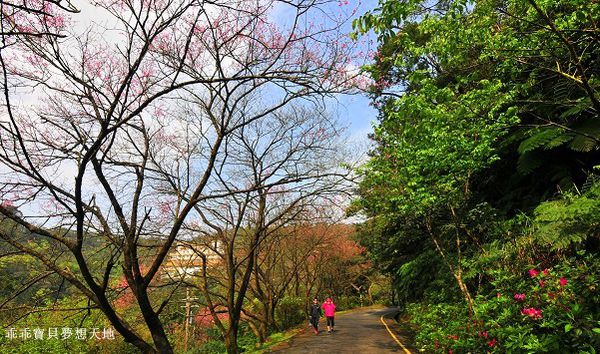 汐止大尖山櫻花季-18.JPG 汐止大尖山櫻花季-18.JPG