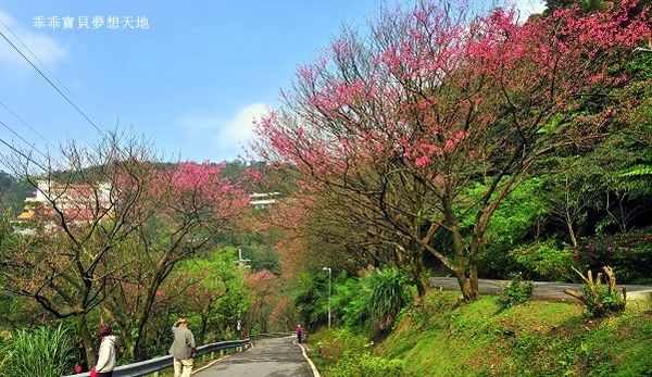 汐止大尖山櫻花季-13.JPG 汐止大尖山櫻花季-13.JPG