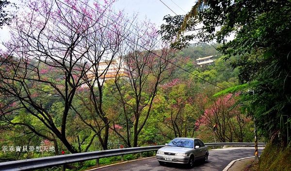 汐止大尖山櫻花季-7.JPG 汐止大尖山櫻花季-7.JPG