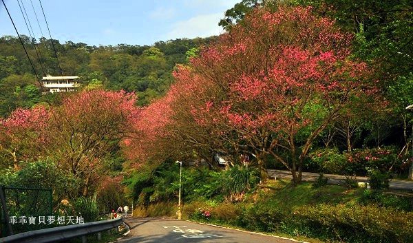 汐止大尖山櫻花季-12.JPG 汐止大尖山櫻花季-12.JPG