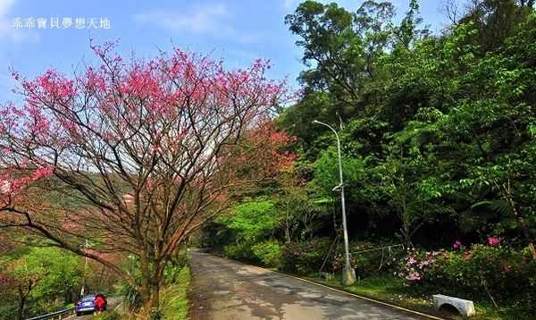 汐止大尖山櫻花季-16.JPG 汐止大尖山櫻花季-16.JPG