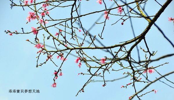 汐止大尖山櫻花季-20.JPG 汐止大尖山櫻花季-20.JPG