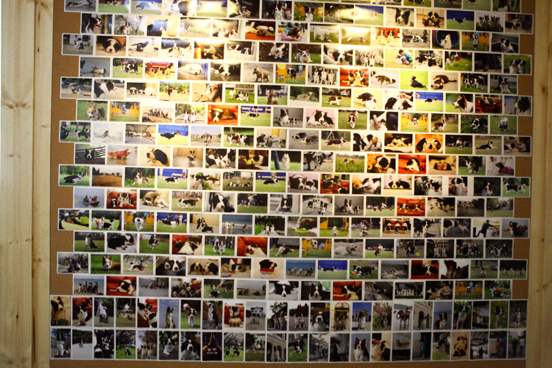 可可-27.jpg 可可-27.jpg