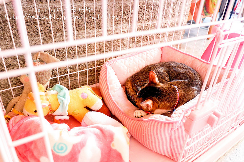  @陳小可的吃喝玩樂