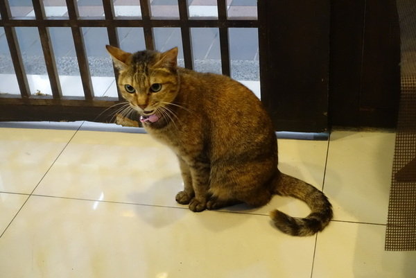 小確幸板橋店 (12).JPG 小確幸板橋店 (12).JPG