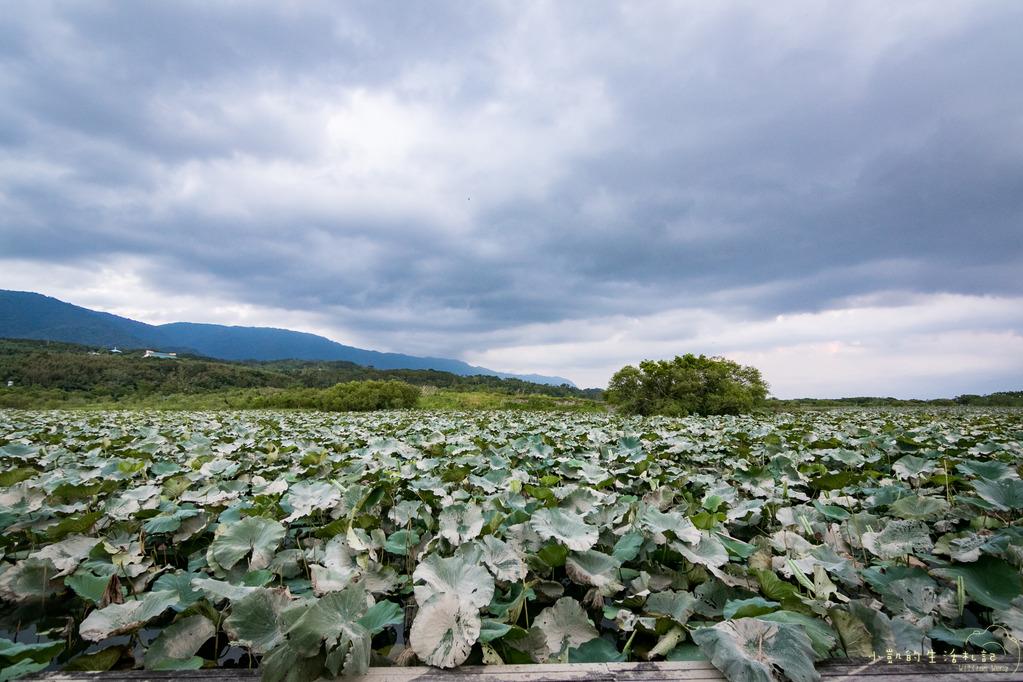 『遊記』台東遊 鹿野高台熱氣球 大坡池 池上飯包博物館 紅葉國小 豐源國小 -160723