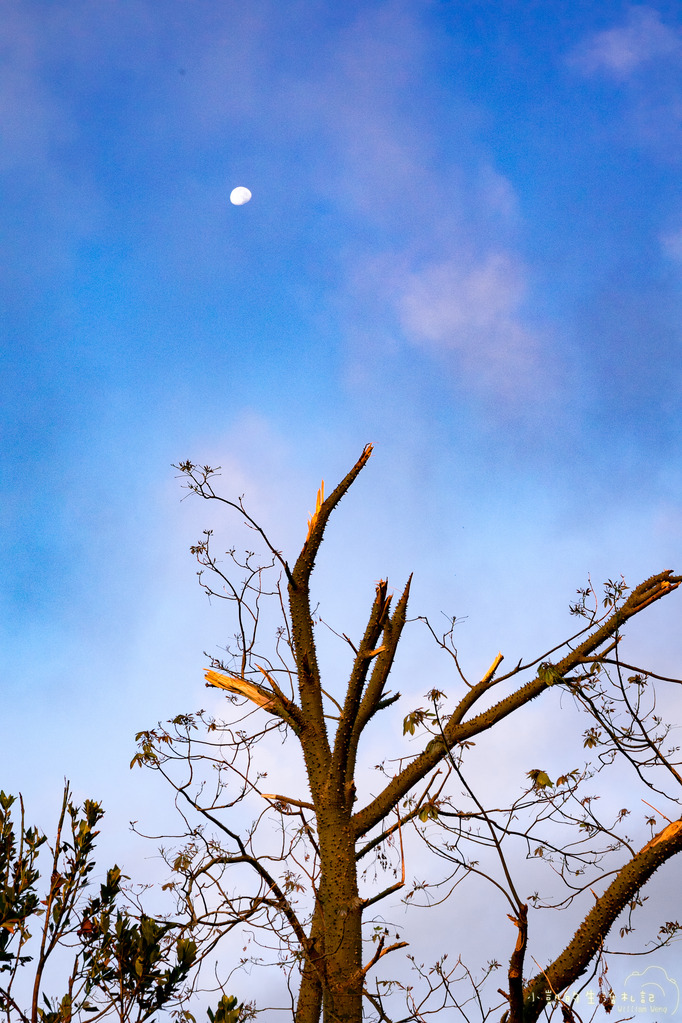 『遊記』台東遊 鹿野高台熱氣球 大坡池 池上飯包博物館 紅葉國小 豐源國小 -160723