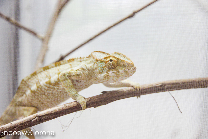 【宜蘭景點】礁溪親子景點／宜蘭室內景點／甲蟲森林生態教室～豐富有趣的自然生態，還有讓人驚聲尖叫的肥大雞母蟲