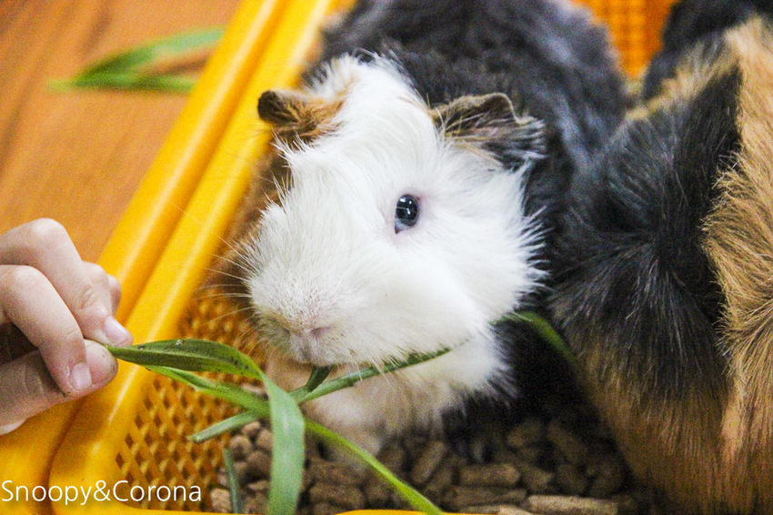 【宜蘭景點】礁溪親子景點／宜蘭室內景點／甲蟲森林生態教室～豐富有趣的自然生態，還有讓人驚聲尖叫的肥大雞母蟲