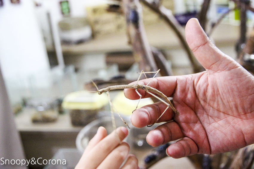 【宜蘭景點】礁溪親子景點／宜蘭室內景點／甲蟲森林生態教室～豐富有趣的自然生態，還有讓人驚聲尖叫的肥大雞母蟲