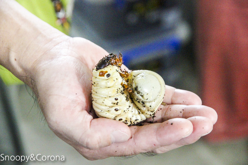 【宜蘭景點】礁溪親子景點／宜蘭室內景點／甲蟲森林生態教室～豐富有趣的自然生態，還有讓人驚聲尖叫的肥大雞母蟲