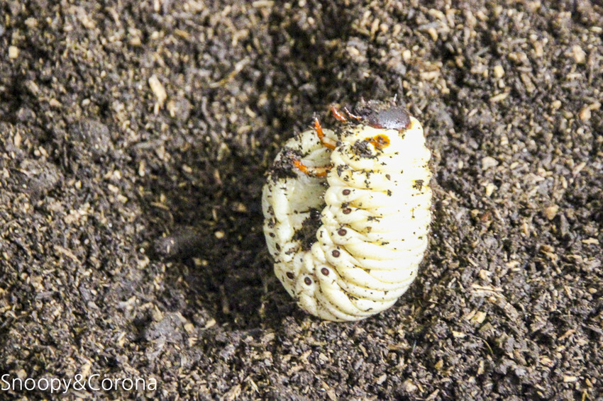 【宜蘭景點】礁溪親子景點／宜蘭室內景點／甲蟲森林生態教室～豐富有趣的自然生態，還有讓人驚聲尖叫的肥大雞母蟲