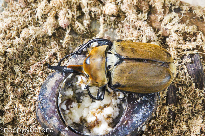 【宜蘭景點】礁溪親子景點／宜蘭室內景點／甲蟲森林生態教室～豐富有趣的自然生態，還有讓人驚聲尖叫的肥大雞母蟲