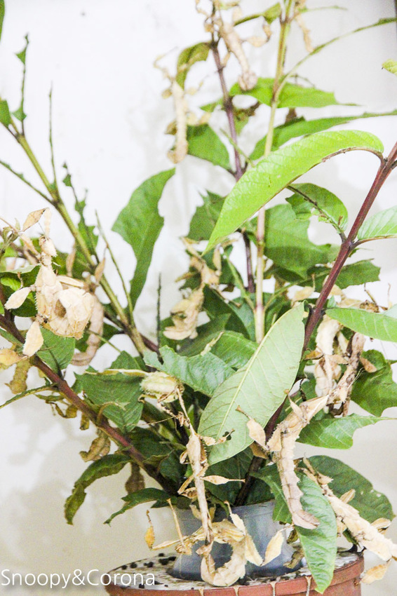 【宜蘭景點】礁溪親子景點／宜蘭室內景點／甲蟲森林生態教室～豐富有趣的自然生態，還有讓人驚聲尖叫的肥大雞母蟲