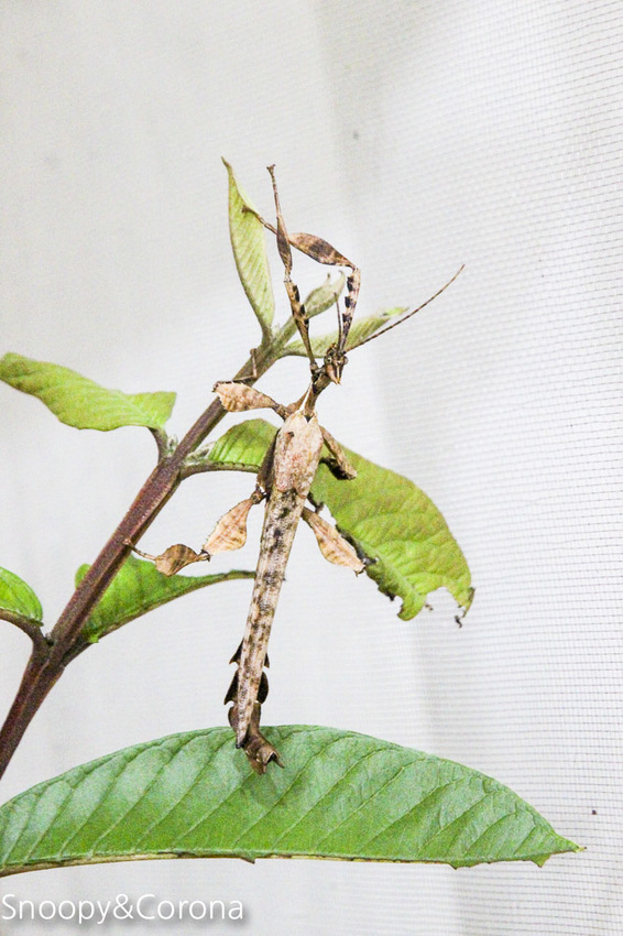 【宜蘭景點】礁溪親子景點／宜蘭室內景點／甲蟲森林生態教室～豐富有趣的自然生態，還有讓人驚聲尖叫的肥大雞母蟲