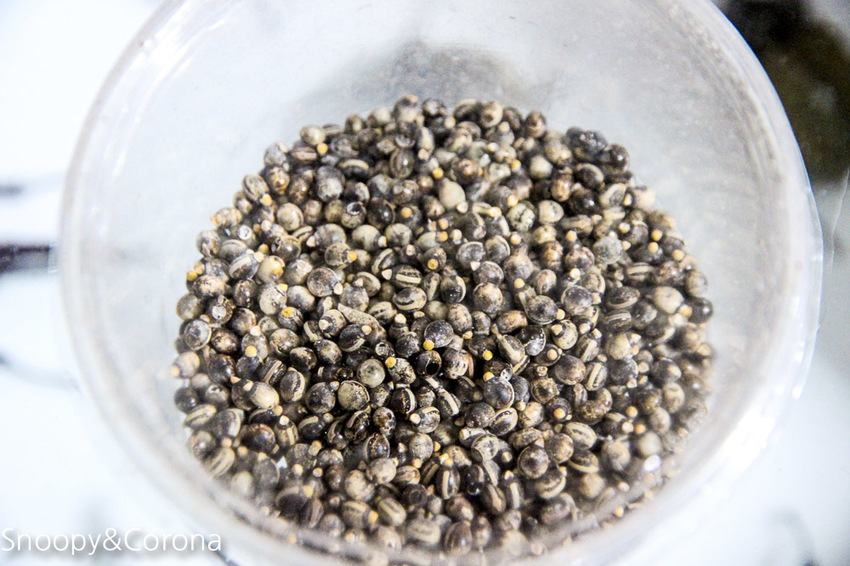 【宜蘭景點】礁溪親子景點／宜蘭室內景點／甲蟲森林生態教室～豐富有趣的自然生態，還有讓人驚聲尖叫的肥大雞母蟲