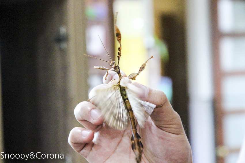 【宜蘭景點】礁溪親子景點／宜蘭室內景點／甲蟲森林生態教室～豐富有趣的自然生態，還有讓人驚聲尖叫的肥大雞母蟲