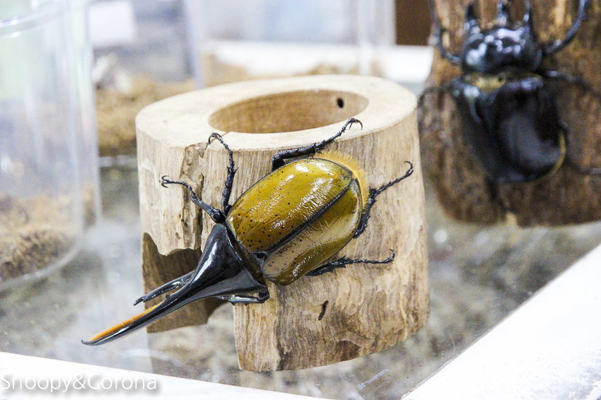 【宜蘭景點】礁溪親子景點／宜蘭室內景點／甲蟲森林生態教室～豐富有趣的自然生態，還有讓人驚聲尖叫的肥大雞母蟲