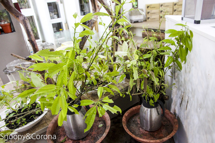 【宜蘭景點】礁溪親子景點／宜蘭室內景點／甲蟲森林生態教室～豐富有趣的自然生態，還有讓人驚聲尖叫的肥大雞母蟲