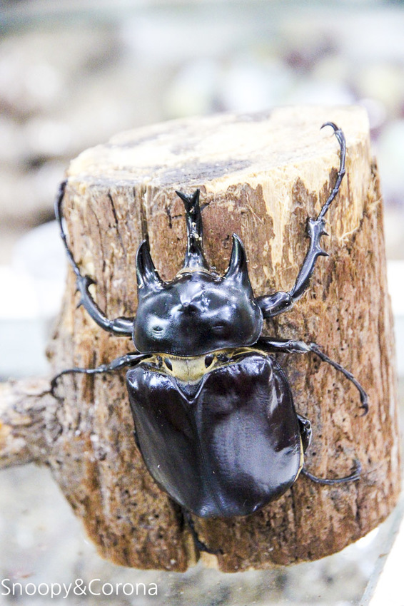 【宜蘭景點】礁溪親子景點／宜蘭室內景點／甲蟲森林生態教室～豐富有趣的自然生態，還有讓人驚聲尖叫的肥大雞母蟲