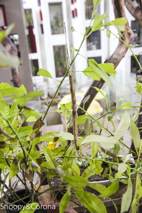 【宜蘭景點】礁溪親子景點／宜蘭室內景點／甲蟲森林生態教室～豐富有趣的自然生態，還有讓人驚聲尖叫的肥大雞母蟲