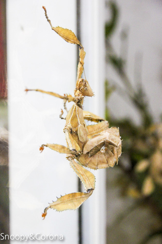 【宜蘭景點】礁溪親子景點／宜蘭室內景點／甲蟲森林生態教室～豐富有趣的自然生態，還有讓人驚聲尖叫的肥大雞母蟲