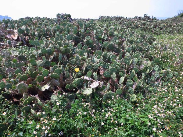 澎湖本島一日遊景點、老街、伴手禮完整旅遊行程規劃