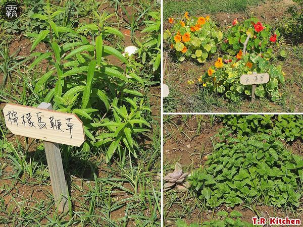 T.R kitchen義式廚房: T.R Kitchen義法私廚料理,北屯美食聚餐推薦,在地食材融入義法料理,桂丁雞軟嫩、肋眼牛肉汁香甜~