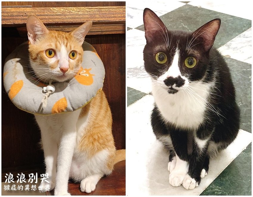 台北寵物餐廳,台北流浪動物,台北流浪動物餐廳,台北浪浪別哭,捷運善導寺站,捷運善導寺站美食,浪浪別哭,浪浪別哭 台北,浪浪別哭 菜單,浪浪別哭 訂位,浪浪別哭IG,浪浪別哭PTT,浪浪別哭台北菜單,浪浪別哭菜單,浪浪別哭領養 @猴屁的異想世界