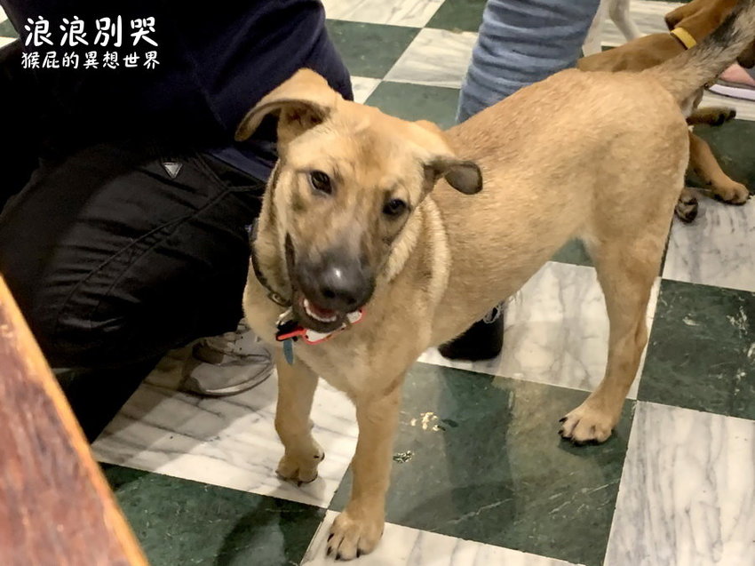 台北寵物餐廳,台北流浪動物,台北流浪動物餐廳,台北浪浪別哭,捷運善導寺站,捷運善導寺站美食,浪浪別哭,浪浪別哭 台北,浪浪別哭 菜單,浪浪別哭 訂位,浪浪別哭IG,浪浪別哭PTT,浪浪別哭台北菜單,浪浪別哭菜單,浪浪別哭領養 @猴屁的異想世界
