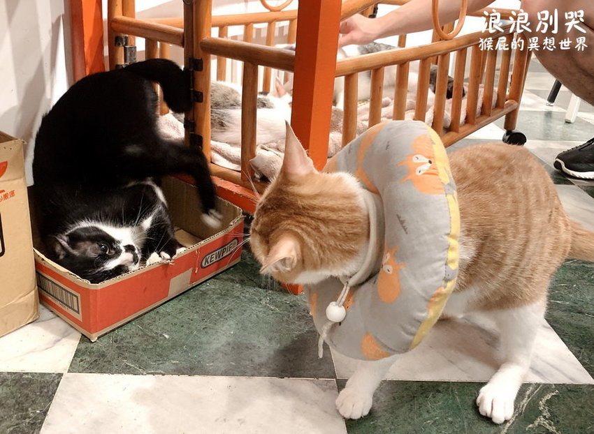 台北寵物餐廳,台北流浪動物,台北流浪動物餐廳,台北浪浪別哭,捷運善導寺站,捷運善導寺站美食,浪浪別哭,浪浪別哭 台北,浪浪別哭 菜單,浪浪別哭 訂位,浪浪別哭IG,浪浪別哭PTT,浪浪別哭台北菜單,浪浪別哭菜單,浪浪別哭領養 @猴屁的異想世界