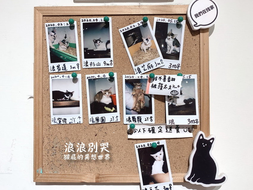 台北寵物餐廳,台北流浪動物,台北流浪動物餐廳,台北浪浪別哭,捷運善導寺站,捷運善導寺站美食,浪浪別哭,浪浪別哭 台北,浪浪別哭 菜單,浪浪別哭 訂位,浪浪別哭IG,浪浪別哭PTT,浪浪別哭台北菜單,浪浪別哭菜單,浪浪別哭領養 @猴屁的異想世界