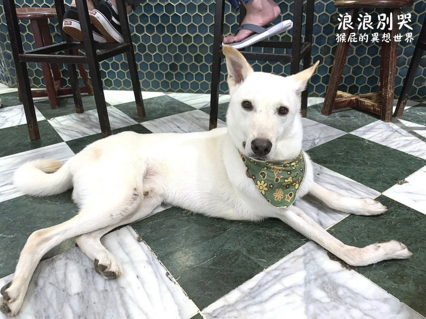 台北寵物餐廳,台北流浪動物,台北流浪動物餐廳,台北浪浪別哭,捷運善導寺站,捷運善導寺站美食,浪浪別哭,浪浪別哭 台北,浪浪別哭 菜單,浪浪別哭 訂位,浪浪別哭IG,浪浪別哭PTT,浪浪別哭台北菜單,浪浪別哭菜單,浪浪別哭領養 @猴屁的異想世界
