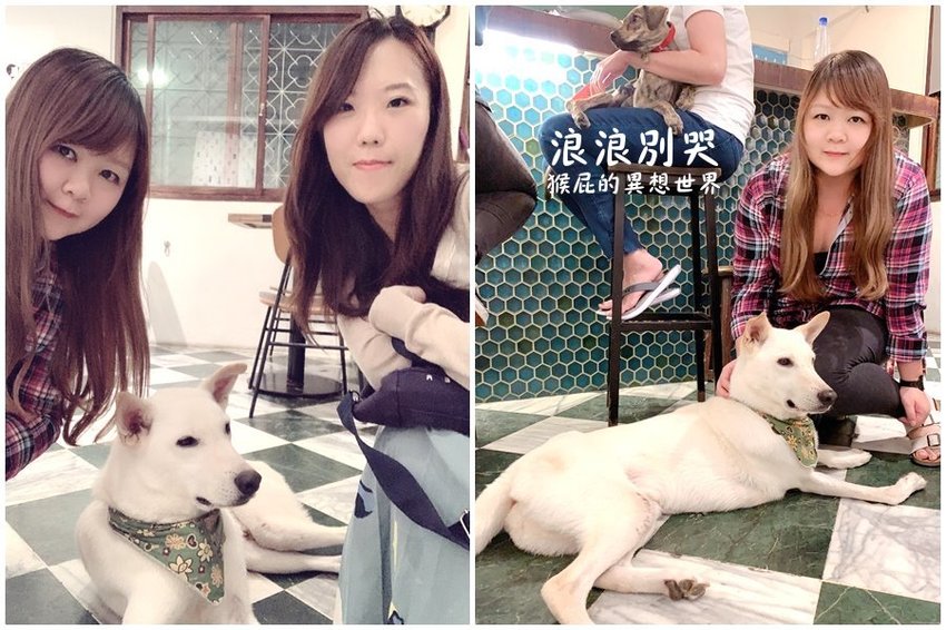 台北寵物餐廳,台北流浪動物,台北流浪動物餐廳,台北浪浪別哭,捷運善導寺站,捷運善導寺站美食,浪浪別哭,浪浪別哭 台北,浪浪別哭 菜單,浪浪別哭 訂位,浪浪別哭IG,浪浪別哭PTT,浪浪別哭台北菜單,浪浪別哭菜單,浪浪別哭領養 @猴屁的異想世界