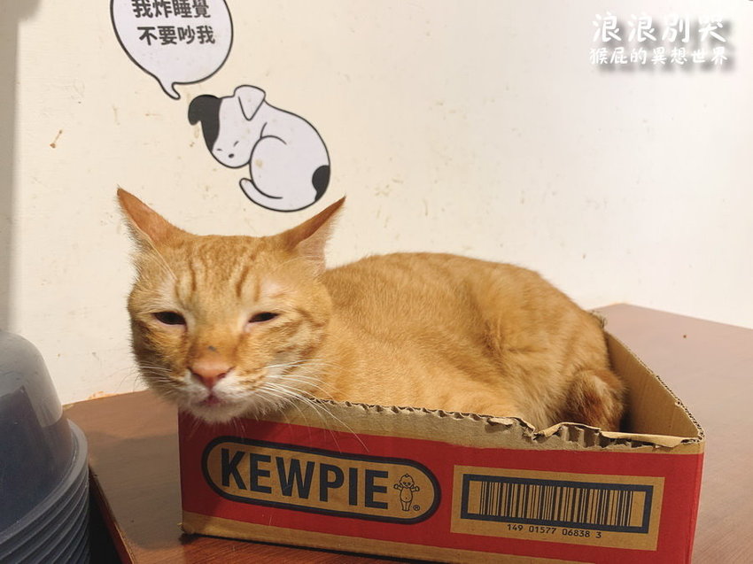 台北寵物餐廳,台北流浪動物,台北流浪動物餐廳,台北浪浪別哭,捷運善導寺站,捷運善導寺站美食,浪浪別哭,浪浪別哭 台北,浪浪別哭 菜單,浪浪別哭 訂位,浪浪別哭IG,浪浪別哭PTT,浪浪別哭台北菜單,浪浪別哭菜單,浪浪別哭領養 @猴屁的異想世界