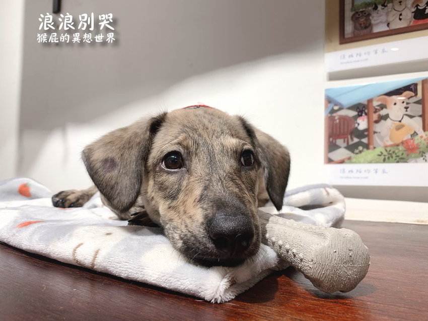 台北寵物餐廳,台北流浪動物,台北流浪動物餐廳,台北浪浪別哭,捷運善導寺站,捷運善導寺站美食,浪浪別哭,浪浪別哭 台北,浪浪別哭 菜單,浪浪別哭 訂位,浪浪別哭IG,浪浪別哭PTT,浪浪別哭台北菜單,浪浪別哭菜單,浪浪別哭領養 @猴屁的異想世界