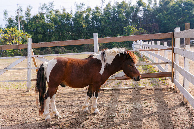 【苗栗卓蘭景點】寵物友善 婚紗外拍 彷彿童話故事般的 vilavilla魔法莊園