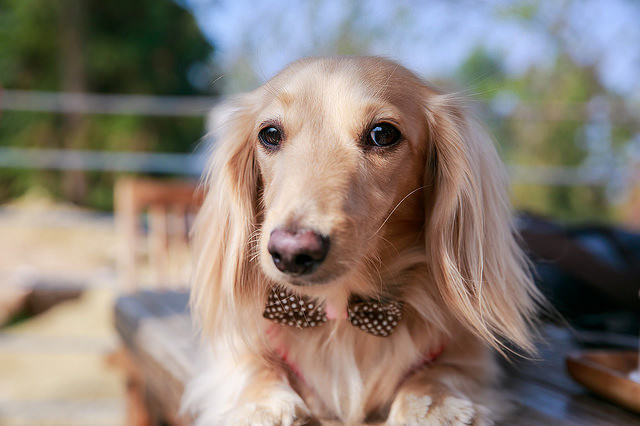 【苗栗卓蘭景點】寵物友善 婚紗外拍 彷彿童話故事般的 vilavilla魔法莊園