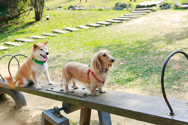 【苗栗卓蘭景點】寵物友善 婚紗外拍 彷彿童話故事般的 vilavilla魔法莊園