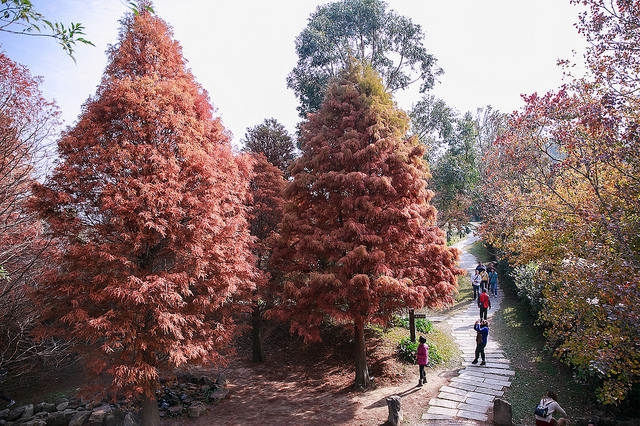 【苗栗卓蘭景點】寵物友善 婚紗外拍 彷彿童話故事般的 vilavilla魔法莊園