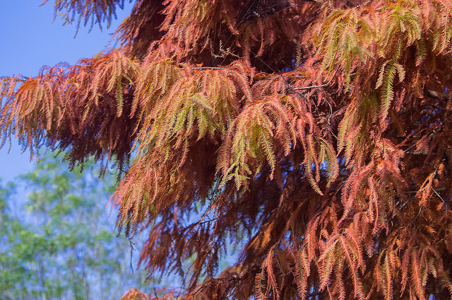 【苗栗卓蘭景點】寵物友善 婚紗外拍 彷彿童話故事般的 vilavilla魔法莊園