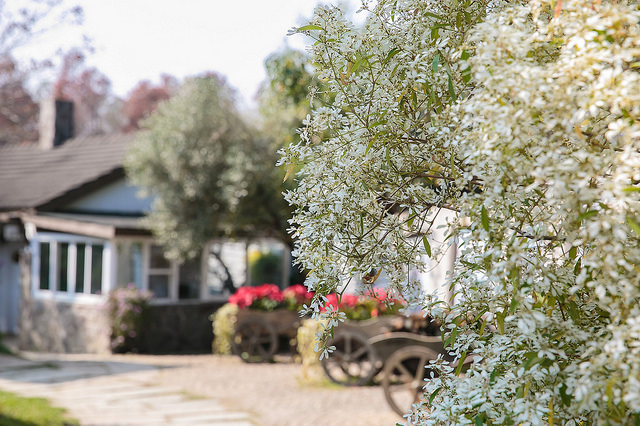 【苗栗卓蘭景點】寵物友善 婚紗外拍 彷彿童話故事般的 vilavilla魔法莊園