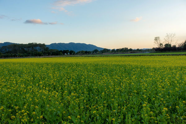 | Taiwan Hualien 台灣 花蓮 鳳林鎮 ☻ 美好花生 | 田野中的文青質感花生湯 . 小農有機花生 . 網友大推必買花生醬