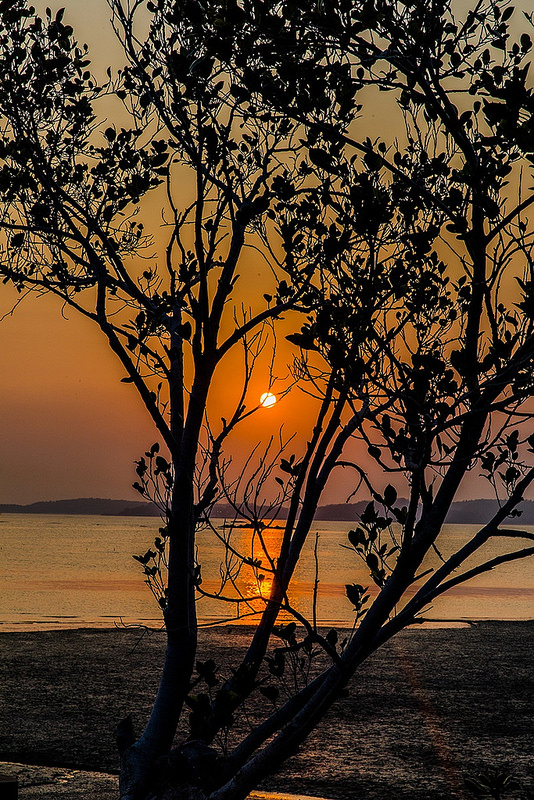 金門花海鹽田夕陽 (50)