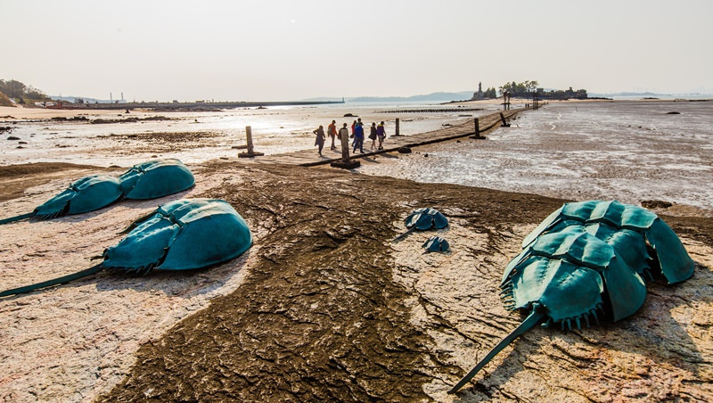 金門花海鹽田夕陽 (40)